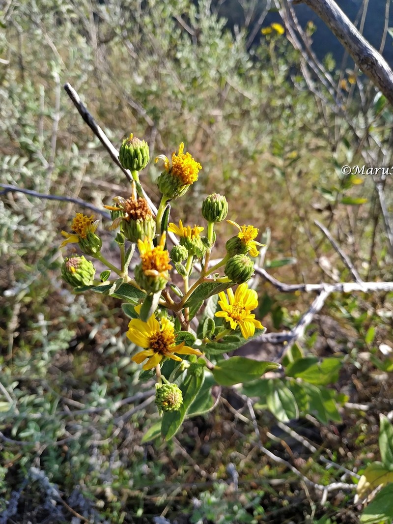 Aldama pringlei photo 3