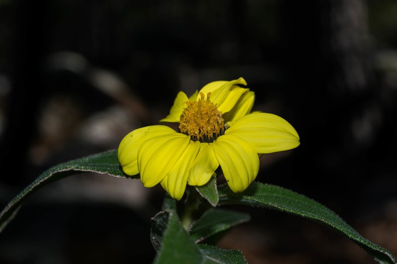 Aldama pringlei photo 4