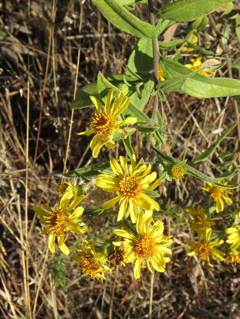 Aldama pringlei photo 7