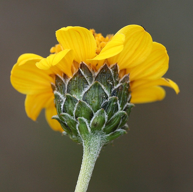 Aldama purisimae