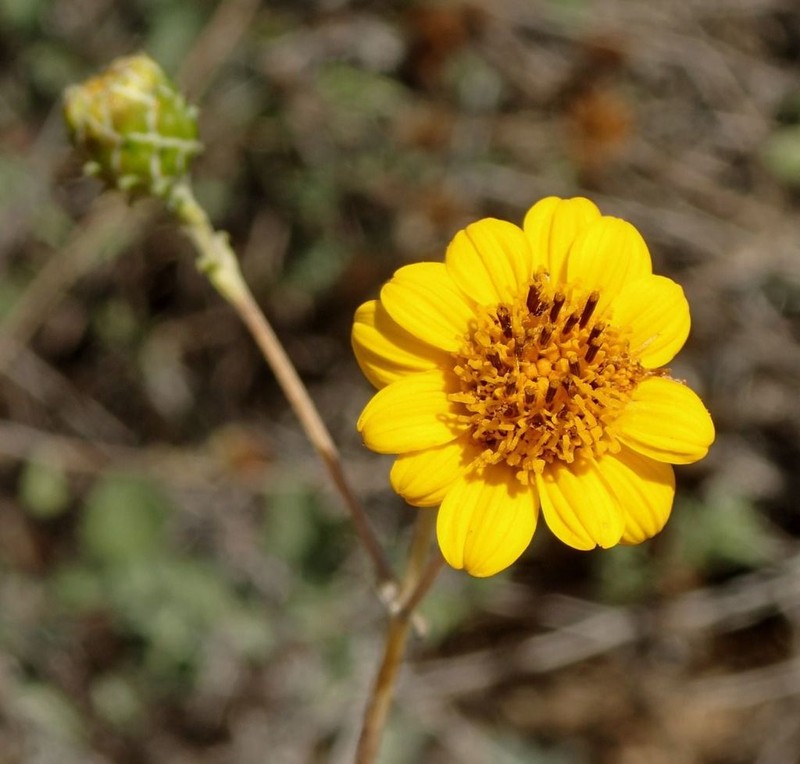 Aldama purisimae photo 2