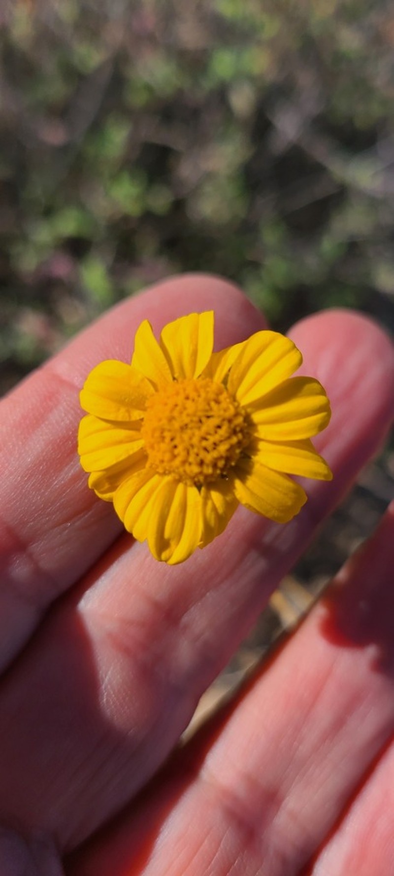 Aldama purisimae photo 3