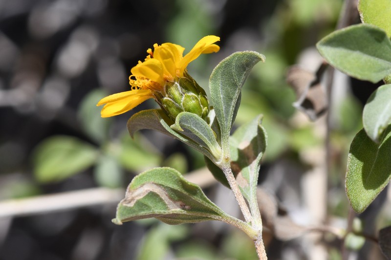 Aldama purisimae photo 4