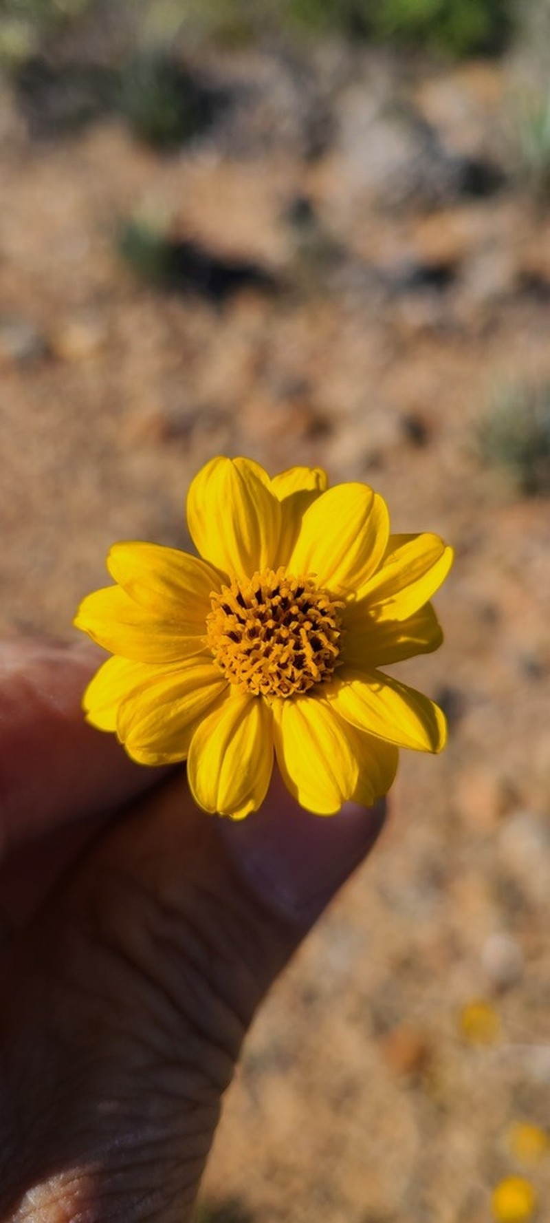 Aldama purisimae photo 5