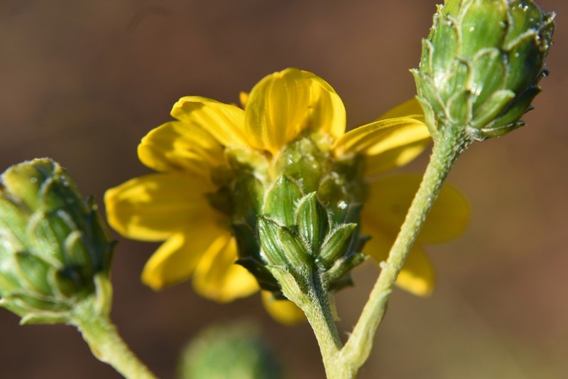 Aldama purisimae photo 6