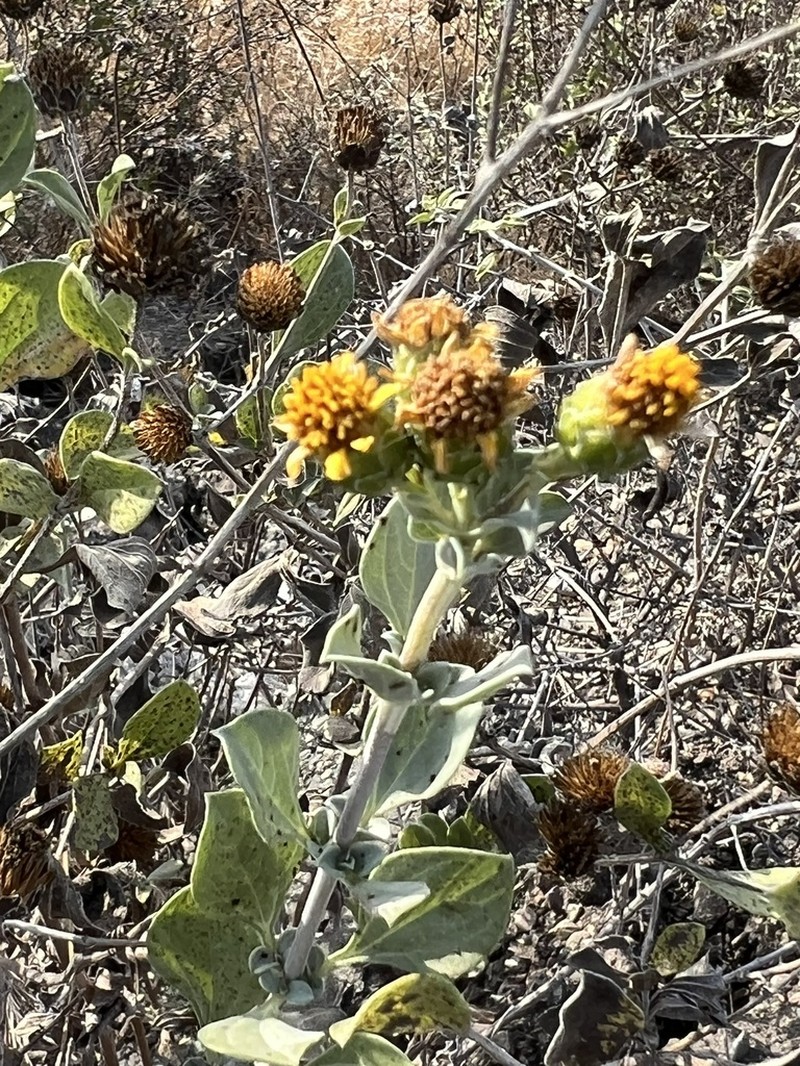 Aldama purisimae photo 7