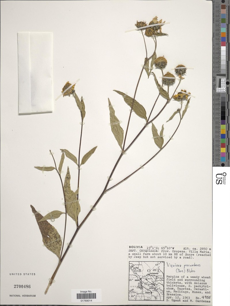 Aldama retroflexa