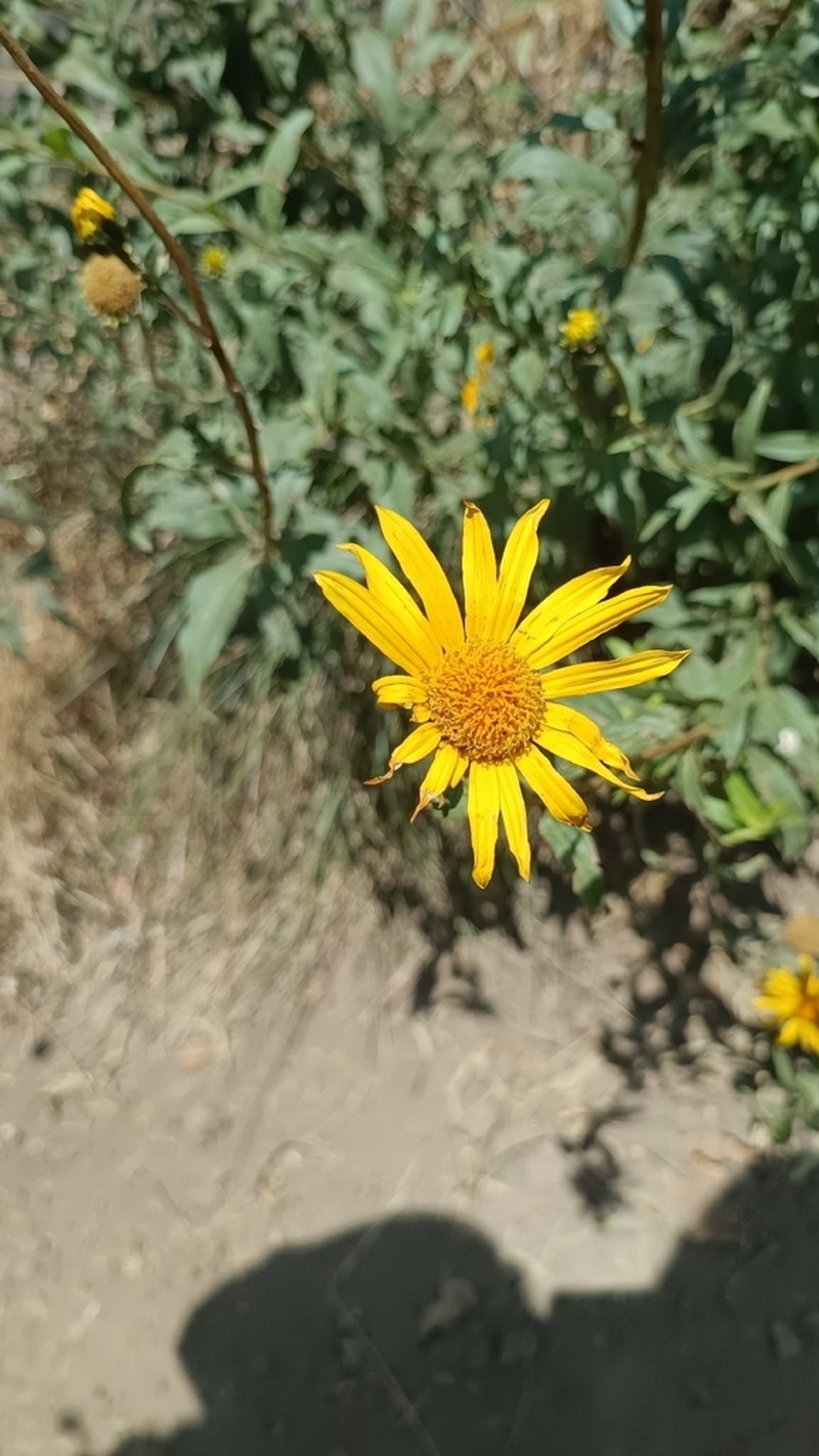 Aldama revoluta