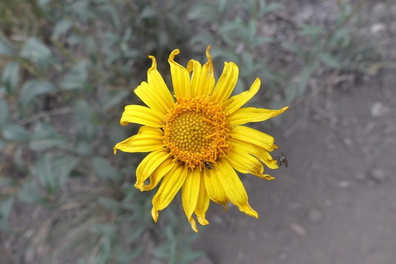 Aldama revoluta photo 2