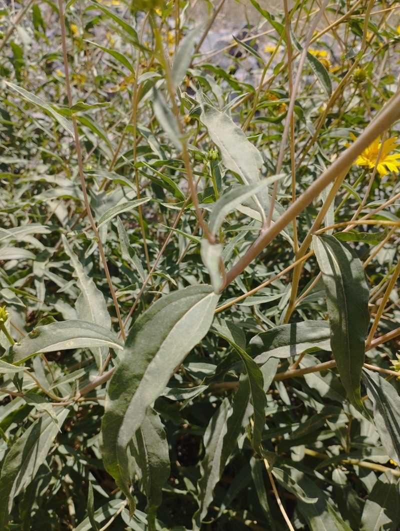 Aldama revoluta photo 3