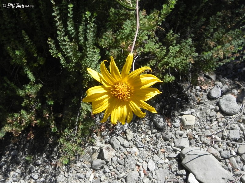 Aldama revoluta photo 4