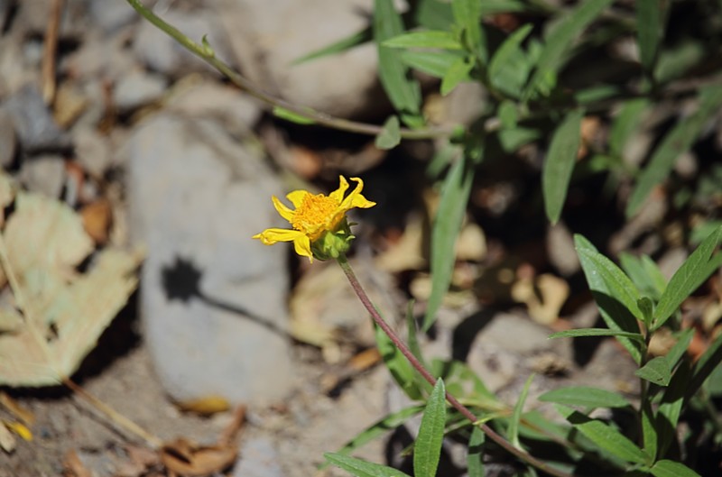 Aldama revoluta photo 7