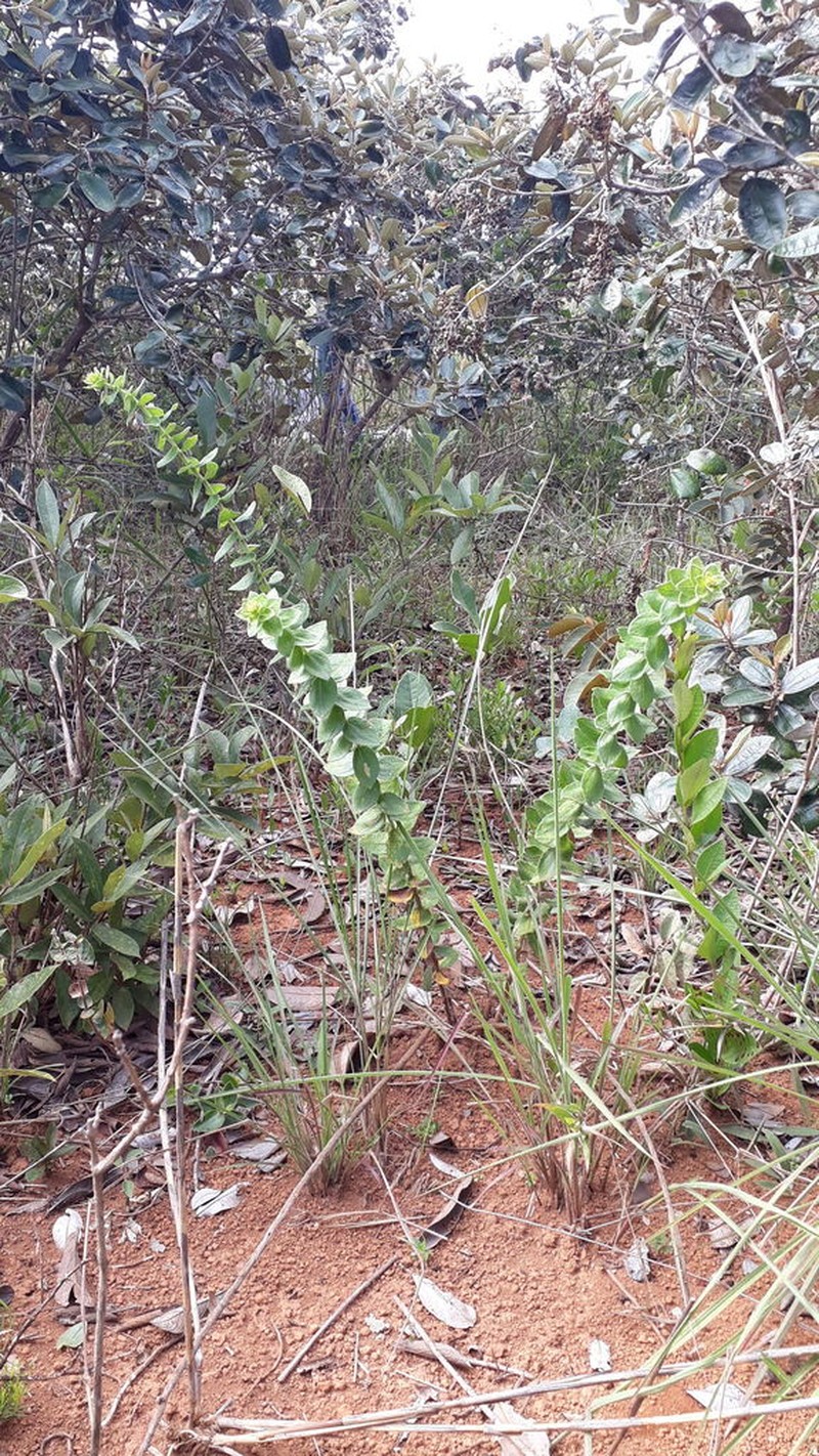 Aldama robusta