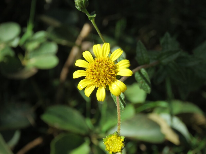 Aldama robusta photo 2