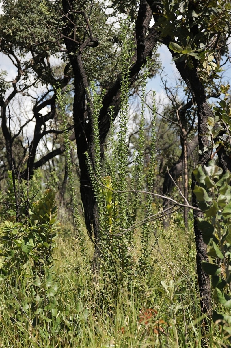 Aldama robusta photo 3