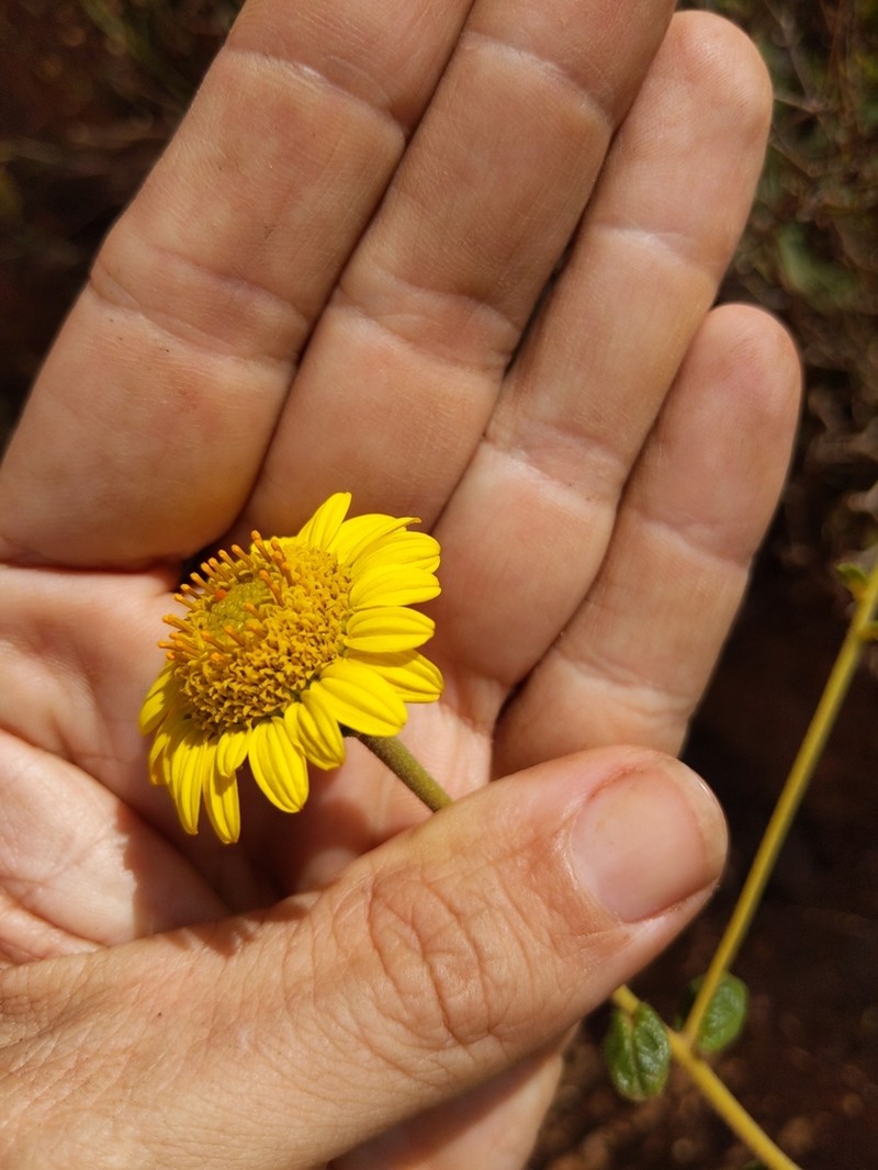 Aldama robusta photo 4