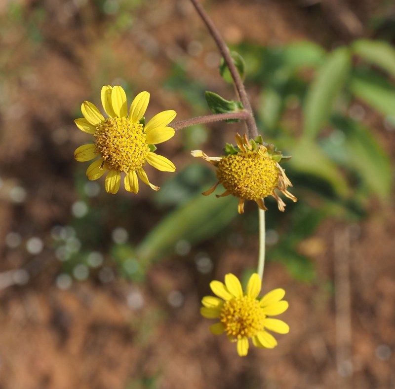 Aldama robusta photo 5