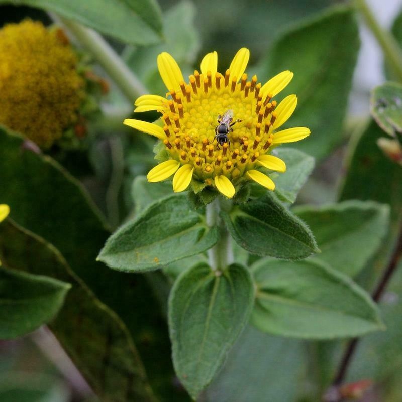 Aldama robusta photo 6