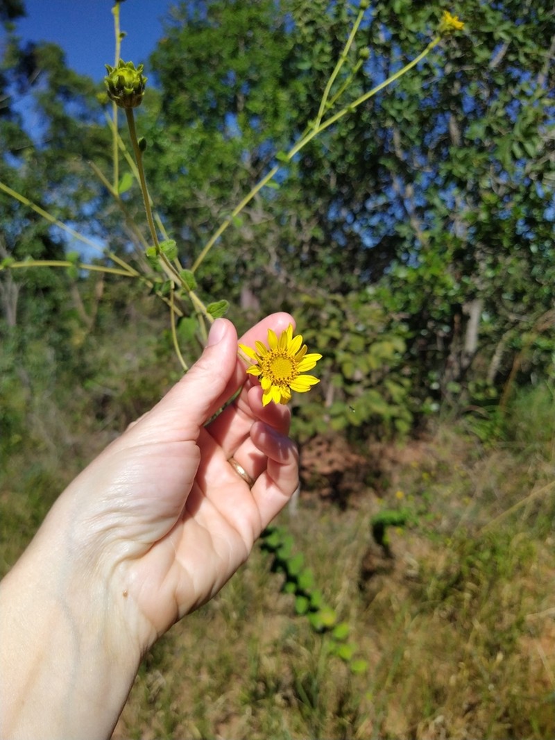 Aldama robusta photo 7