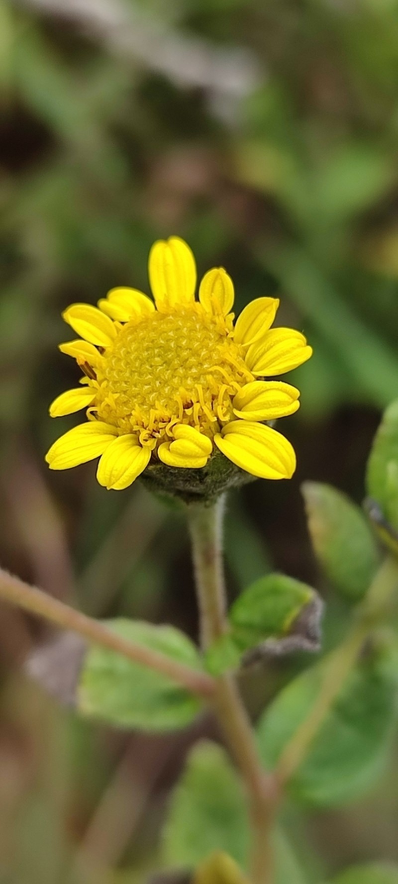 Aldama robusta photo 8