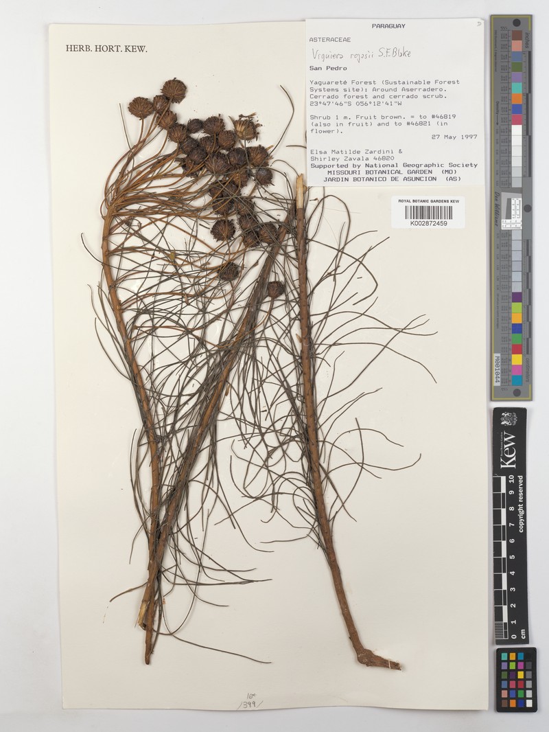 Aldama rojasii photo 2