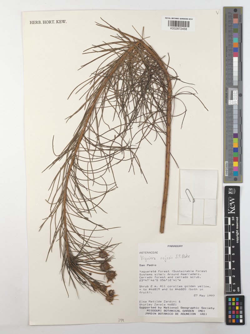 Aldama rojasii photo 3