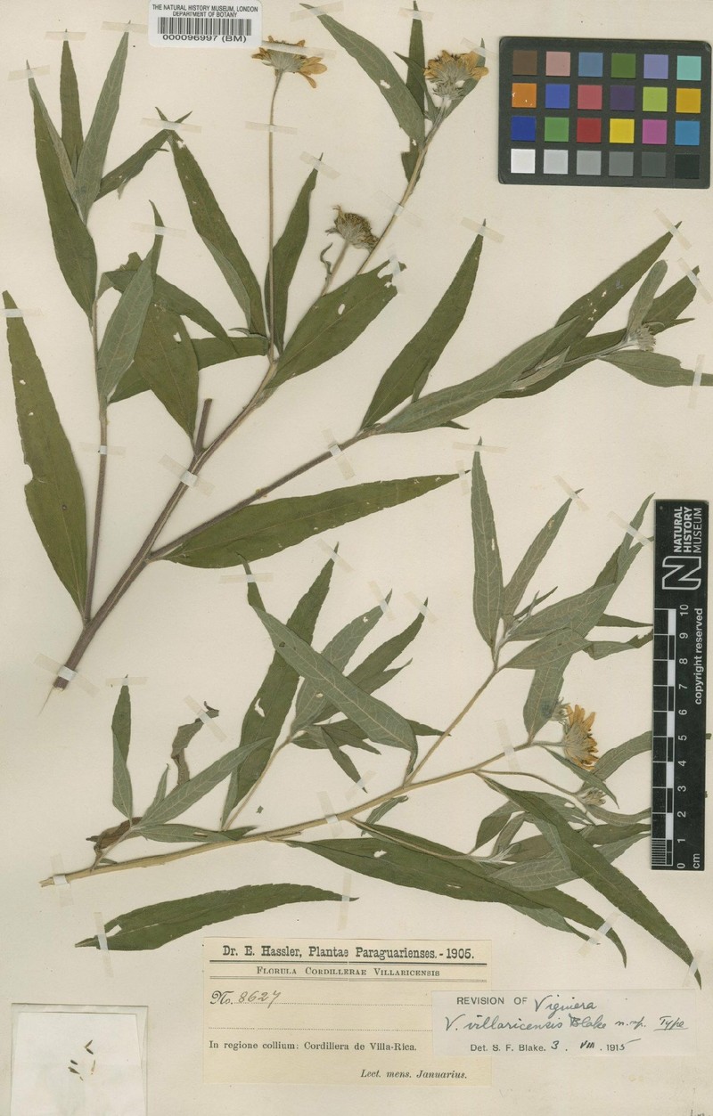 Aldama salicifolia