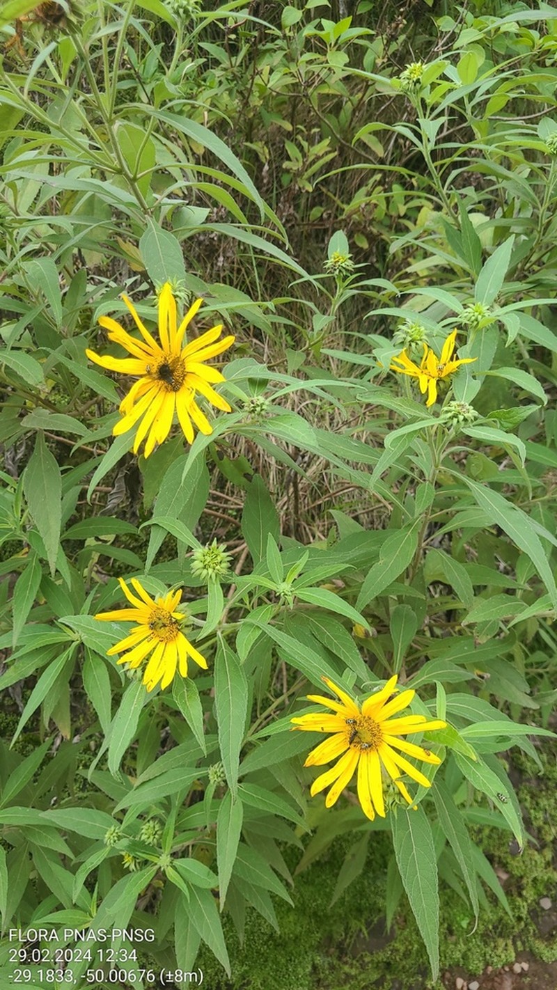 Aldama santacatarinensis