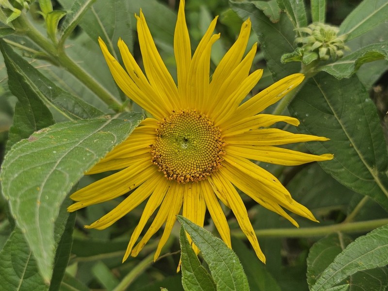 Aldama santacatarinensis photo 2