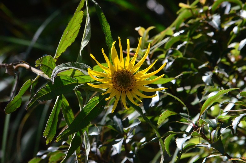 Aldama santacatarinensis photo 3