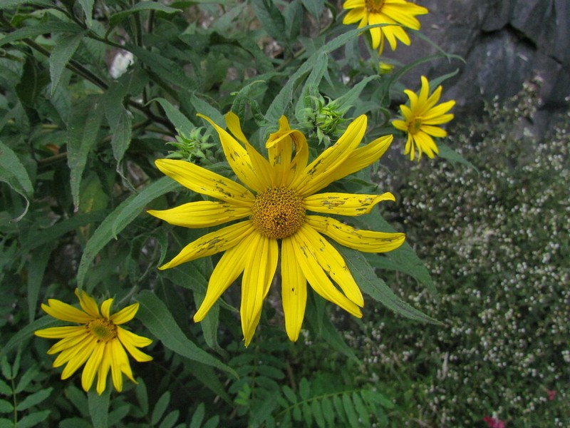 Aldama santacatarinensis photo 4