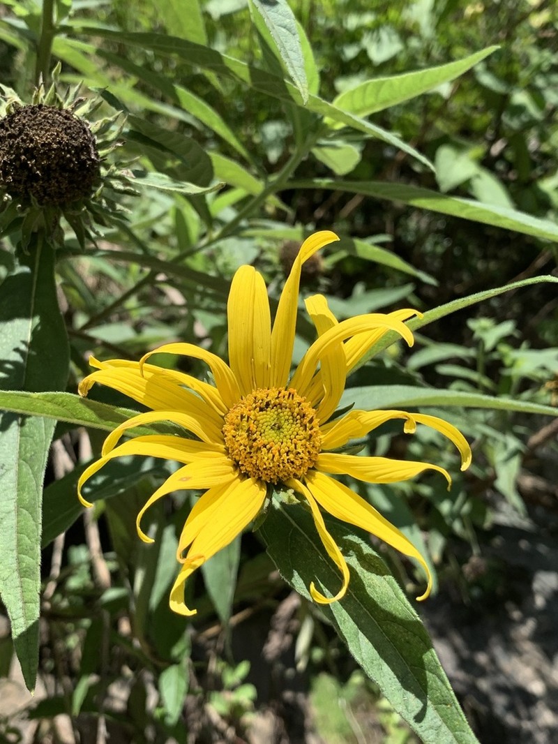 Aldama santacatarinensis photo 5