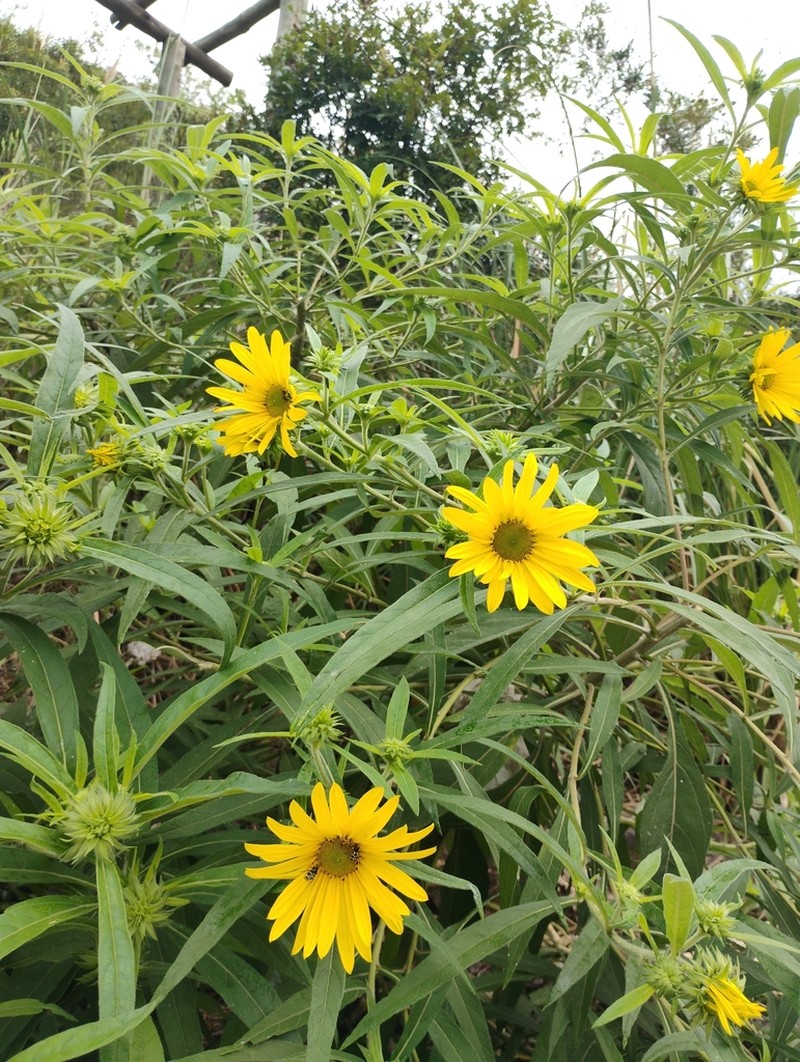 Aldama santacatarinensis photo 6