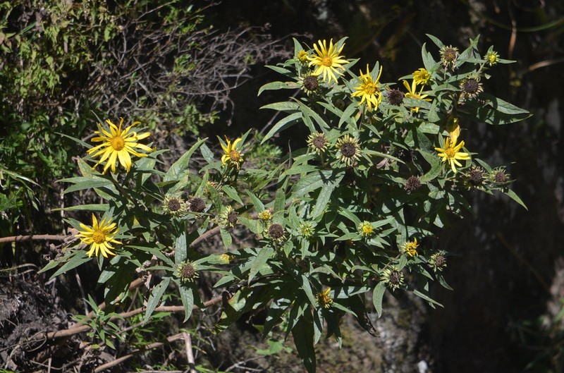 Aldama santacatarinensis photo 7