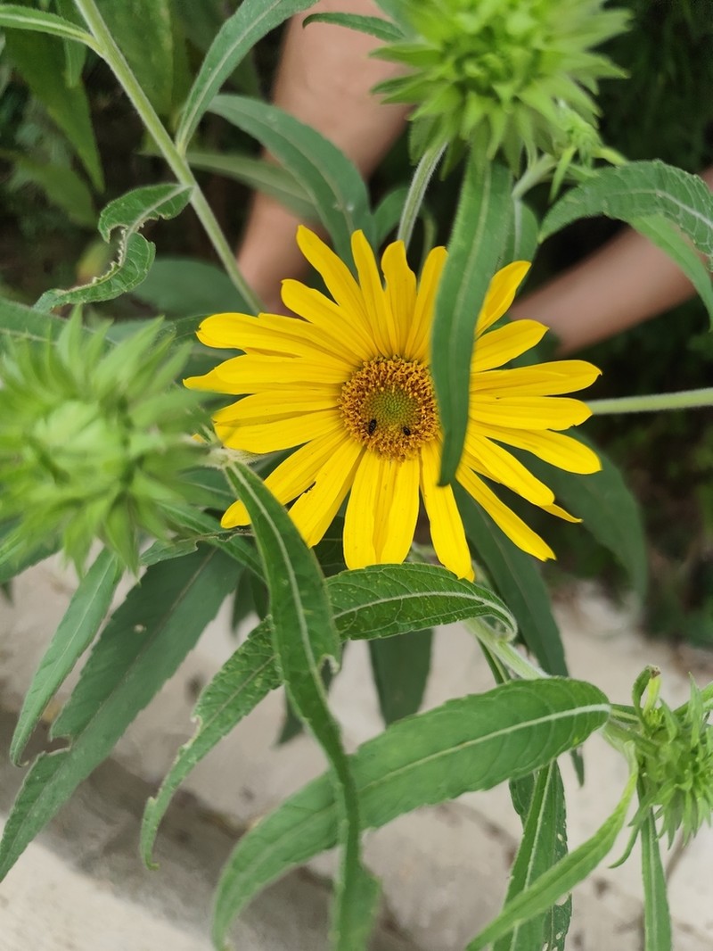 Aldama santacatarinensis photo 8