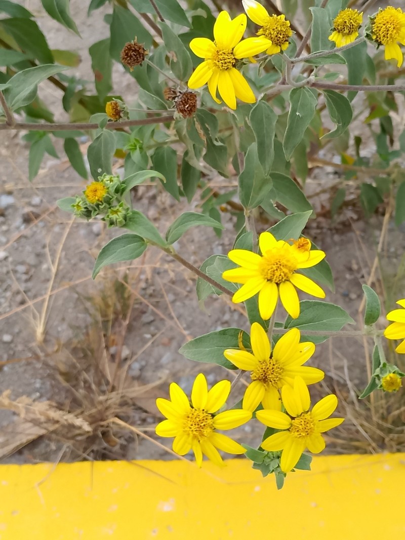 Aldama sodiroi photo 3