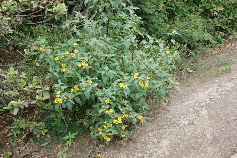 Aldama sodiroi photo 4