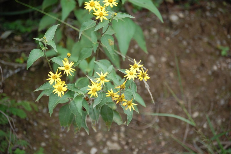 Aldama sodiroi photo 2