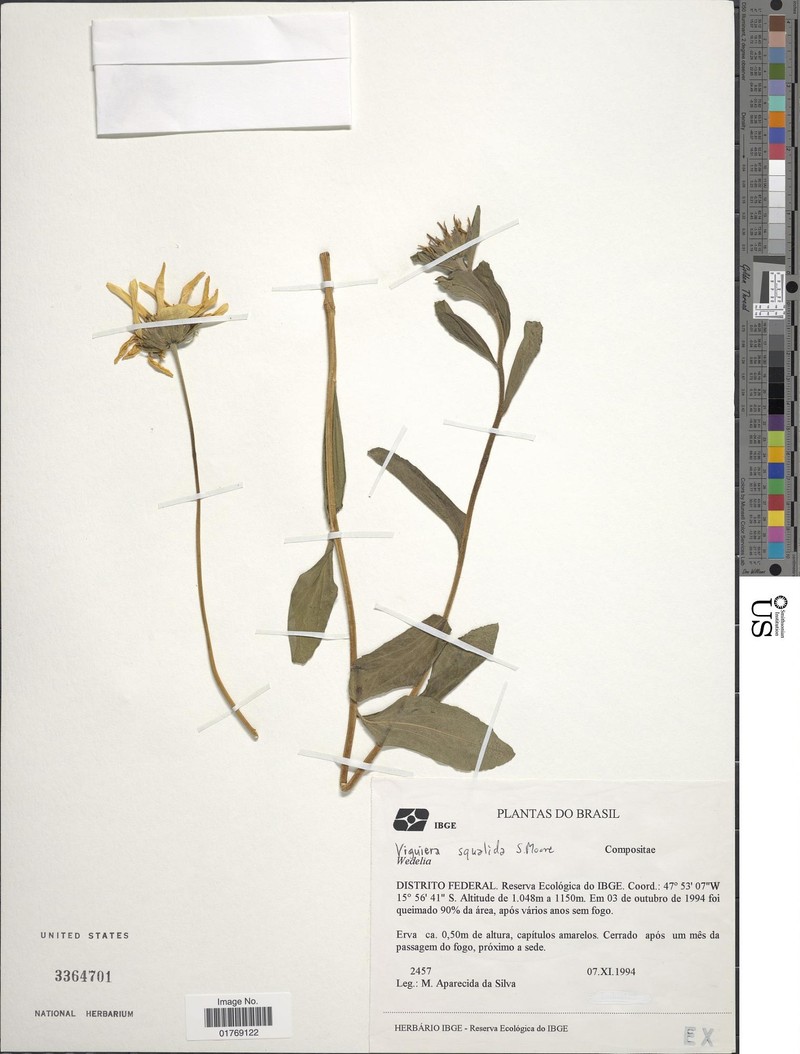 Aldama speciosa