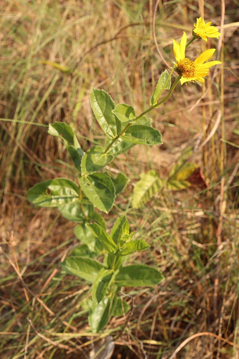 Aldama squalida
