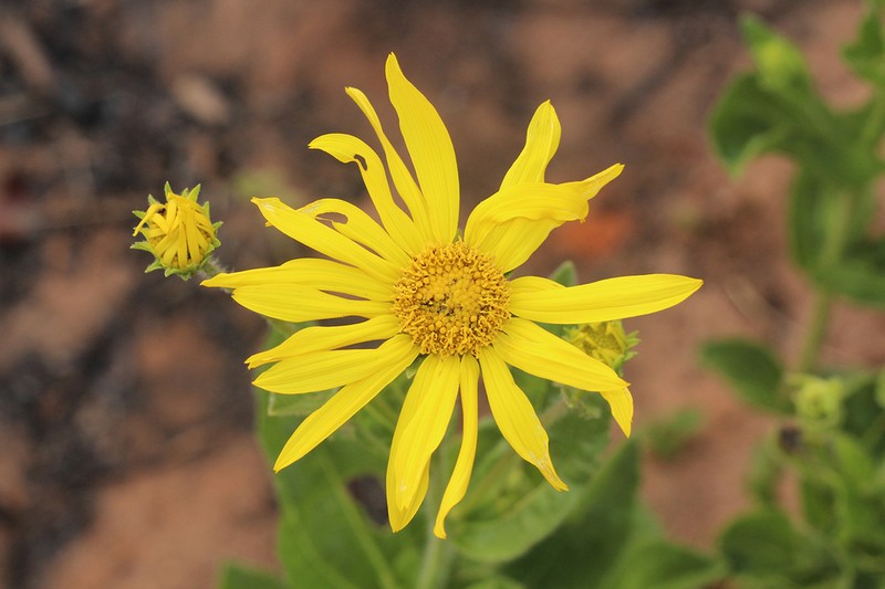 Aldama squalida photo 3