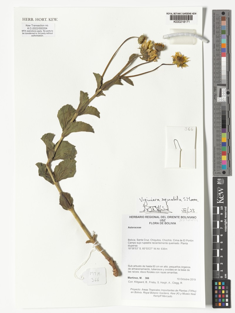 Aldama squalida