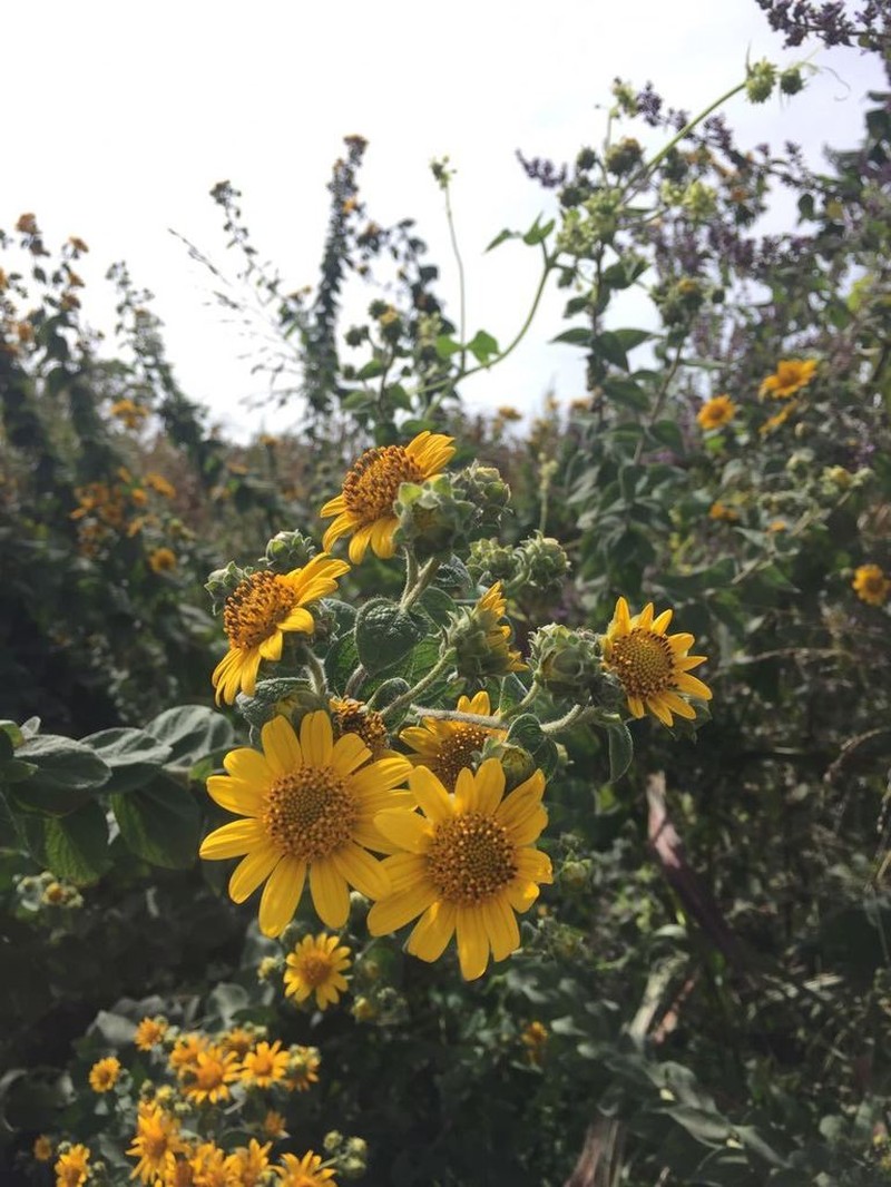 Aldama squarrosa