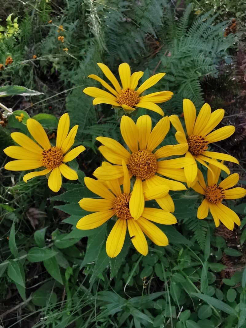 Aldama squarrosa photo 2