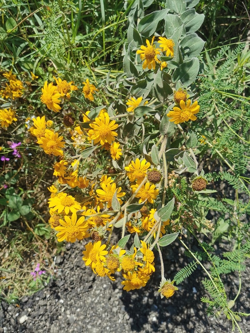 Aldama squarrosa photo 4