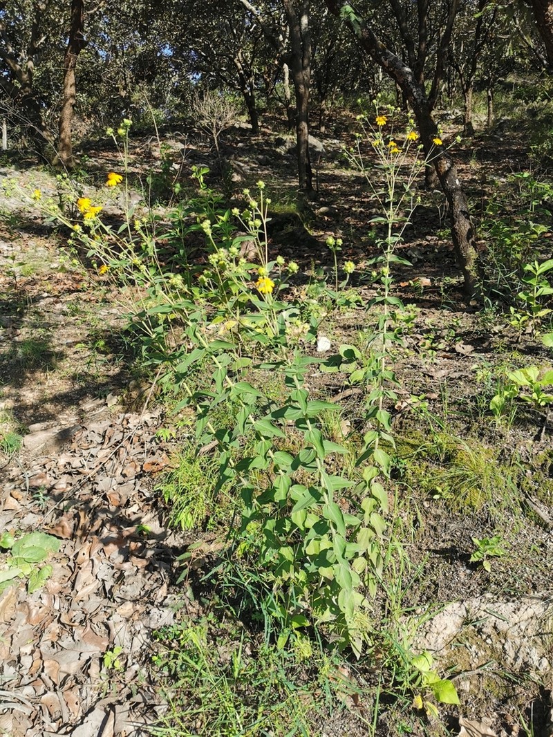 Aldama squarrosa photo 5