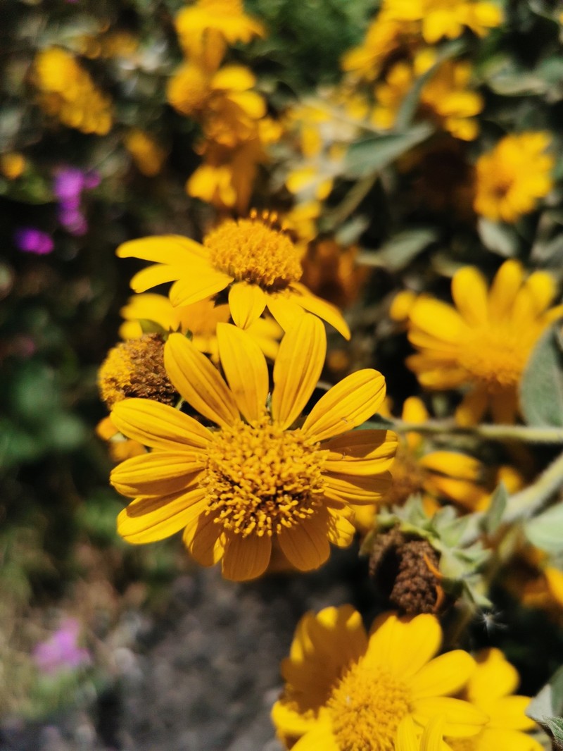 Aldama squarrosa photo 7