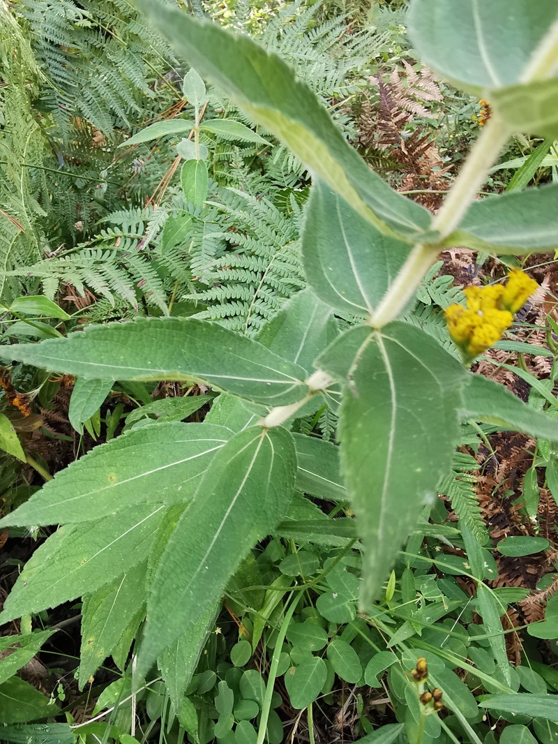 Aldama squarrosa photo 8