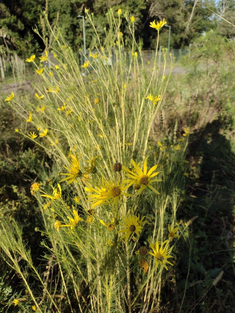 Aldama trichophylla photo 3
