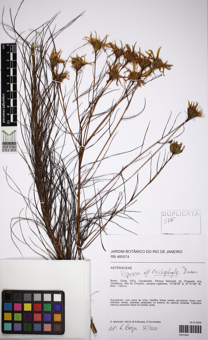 Aldama trichophylla photo 4